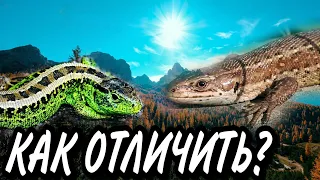 Как отличить прыткую ящерицу от живородящей? #ящерица #lizard