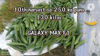 Ampalaya farming || bittergourd || GALAXY MAX F1 10th harvest