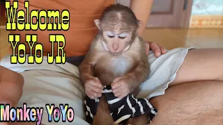 YoYo's family is Come back and Welcome YoYo JR to the YoYo family | Monkey Baby YoYo