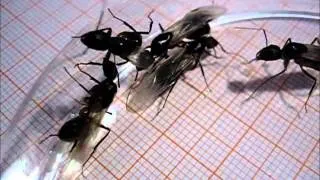 Camponotus fellah Young females