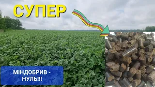 ‼️ЧИМ ЗАМІНИТИ ДОБРИВА?‼️ Соя, соняшник і кукурудза на курячому посліді!