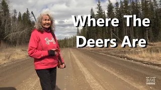 Where The Deers Are