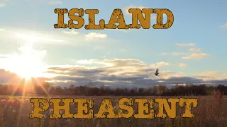 Island Pheasant