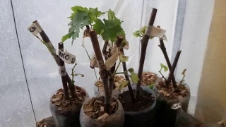 grape vine problems dry out leaves of young plant