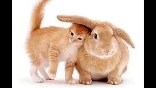 🐰🐱💖MOST Crazy Cats Annoying Rabbits, Can’t be More Cute and Funny Cats and Bunnies Clips🐰🐱💖