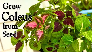 How to Grow Coleus from Seed | An Easy Planting Guide