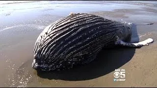 Young Humpback Whale Carcass Washes Ashore In Monterey