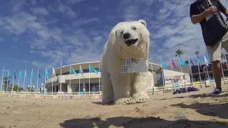 Polar Bear at Cannes