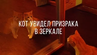 Кот увидел Призрака в Зеркале / Cat saw Ghost in the Mirror