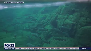 Chemical in tire dust killing Coho salmon | FOX 13 Seattle