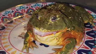 Bullfrog Eats On A Rat - Warning Live Feeding