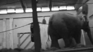 Rare "Dumbo the elephant" behind the scenes footage