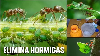 como Eliminar ZOMPOPOS y hormigas con vinagre y bicarbonato 100% EFECTIVO