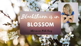 Blackthorn is in blossom (Ukrainian Folk Song)