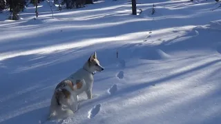 Päivä näätän jäljillä