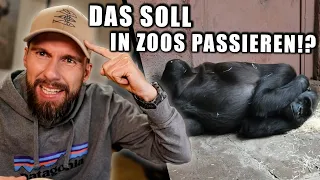 Geleakte Zoo-Papiere - Das soll Gorillas angetan werden..