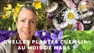 Quelles plantes cueillir au mois de mars ?