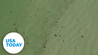 Warning issued after sharks appear in Florida’s coastal waters | USA TODAY