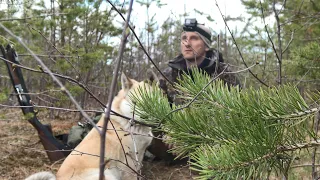 ВЕСЕННЯЯ ОХОТА НА ВАЛЬДШНЕПА И СЕЛЕЗНЯ. ВСТРЕЧА С МЕДВЕДЕМ.