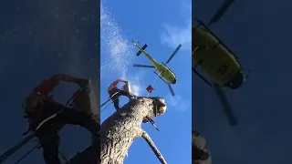 Watch as a tree in Auckland, New Zealand is removed using a helicopter! 🚁