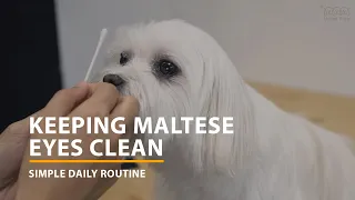 Keeping Maltese Eyes Clean - Simple Daily Routine