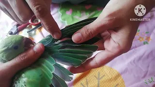 How to trim feathers🐦||mithu k par kese kate||