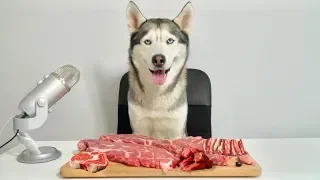 ASMR Husky Reviewing Raw Beef Meat Parts!