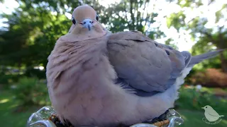 Mad mouthing Mourning Dove