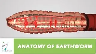 Anatomy Of Earthworm