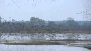 Ночевки птиц на Туровском лугу в пойме Припяти (в период весенней миграции)