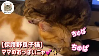 【保護野良子猫】先住猫をママと勘違いした子猫がこうなりました