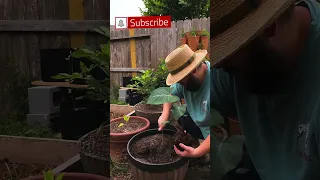 Unveiling the Beauty of Taro: A Planting Guide