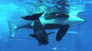 Sea World male whales "playing" with each other