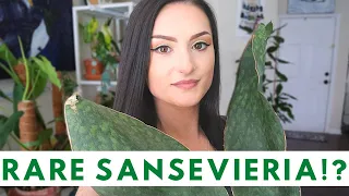 MY SANSEVIERIA COLLECTION | RARE SANSEVIERIA | Houseplant Collection | Rare Houseplants