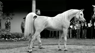 Laheeb Al Nasser (Al Adeed Al Shaqab x Bint Saida Al Nasser)