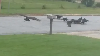 Vultures diving off roof to eat dead  armadillo