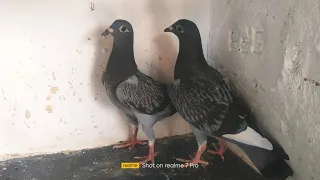 Racing Homer for Sale in Bangalore.Karnataka at Low price.#homer #pigeon