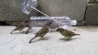 Water bottle bird trap