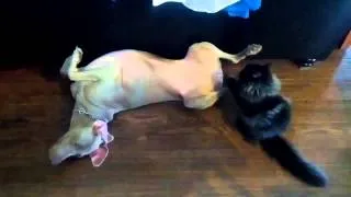 Кот ест собаку Cat eating dog Юмор! Прикол! Смех