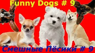 Funny dogs #9. Смешные Собаки 2019. LOL. Юмор про собак. Compilation. Приколы про собак.