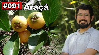 Saúde Pelas Plantas - Araçá [câncer, diabetes, cáries, diarreias, bactericida]