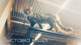 Выставка "Федерация Кошек"