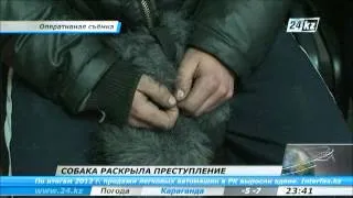 Собака раскрыла преступление