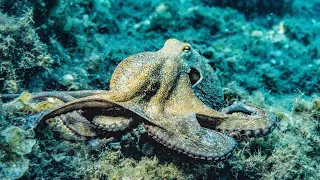 The Crazy Biology Of An Octopus