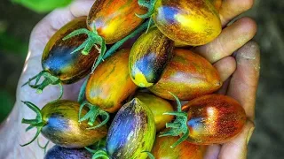 SingleSeedChallenge2021: Purple Grape Tomatoes. 1 seed  bought, 1 seed saved.