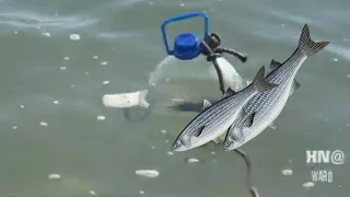 طريقة صيد الاسماك بدون سنارة وبدون خبرة