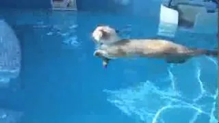 Кот плывет как босс! CAT swimming like a BOSS