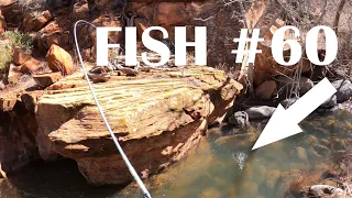 My New FAVORITE Creek (Day 2) | 60+ fish | 4K UHD #tenkara #flyfishing