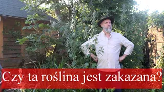 To zioło przerosło moje oczekiwania. Silnie uspokaja ale czy warto?