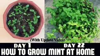 How to Grow Mint at Home Fast n Easy